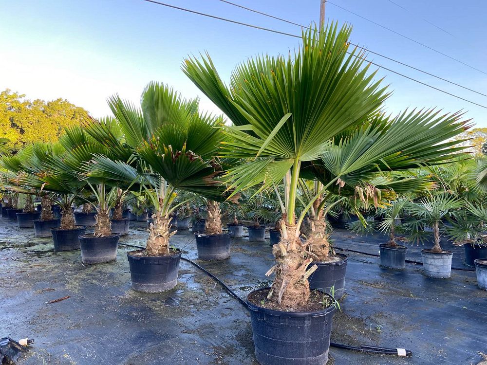 pritchardia-pacifica-fiji-fan-palm