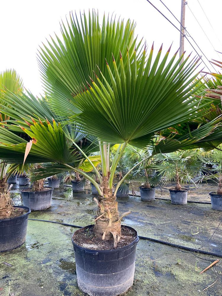 pritchardia-pacifica-fiji-fan-palm