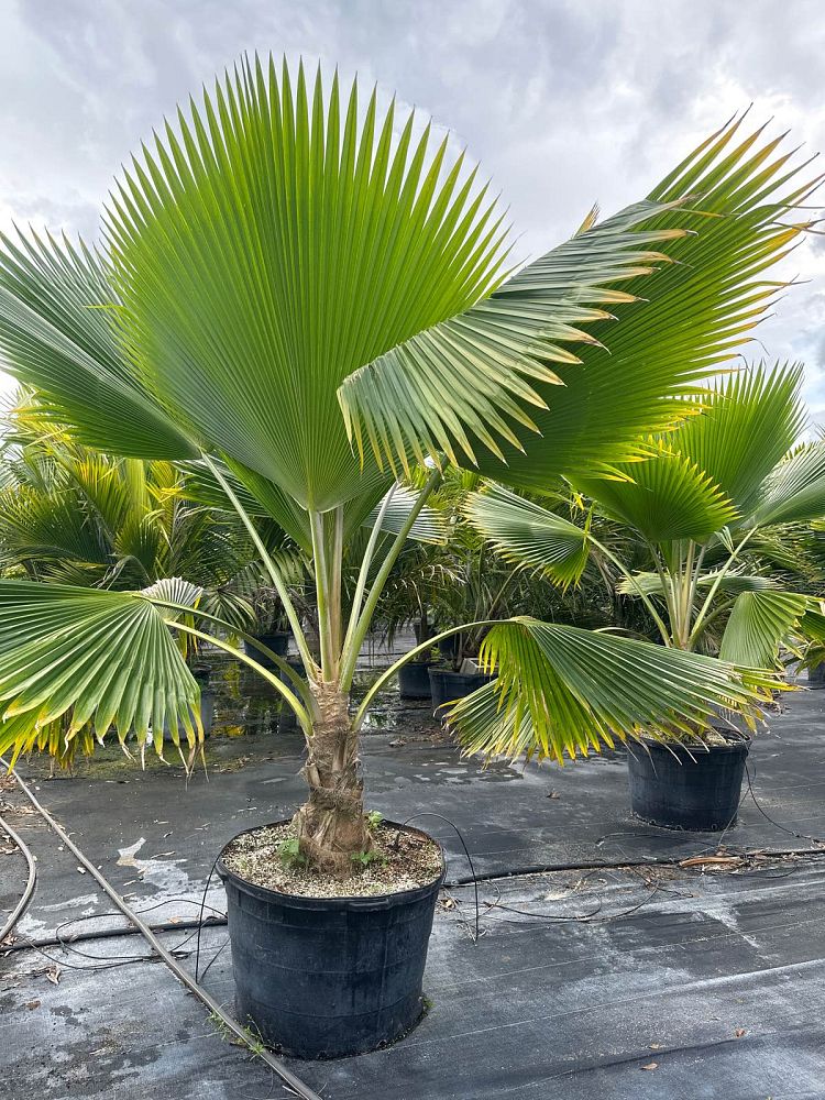 pritchardia-pacifica-fiji-fan-palm