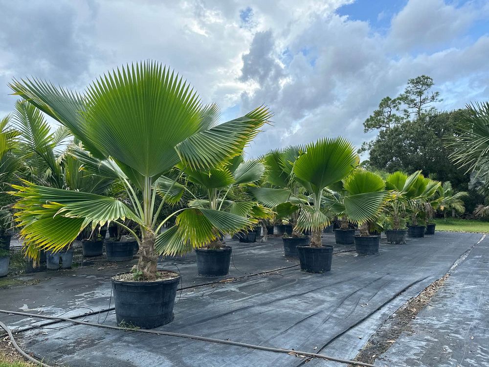 pritchardia-pacifica-fiji-fan-palm