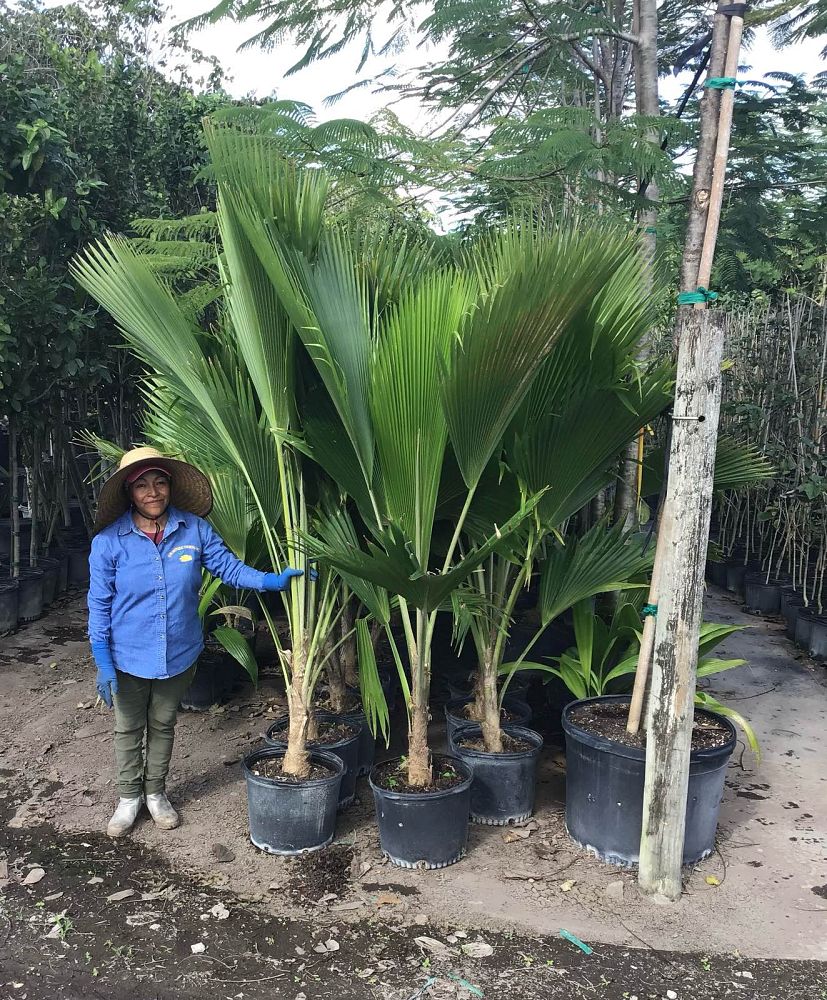 pritchardia-pacifica-fiji-fan-palm