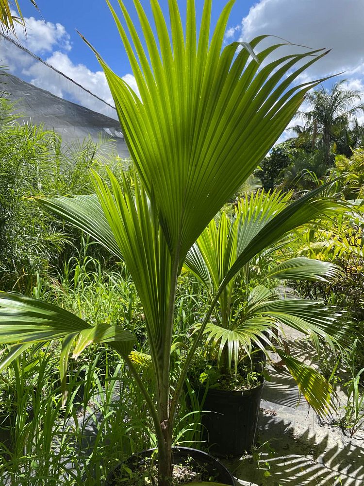 pritchardia-pacifica-fiji-fan-palm
