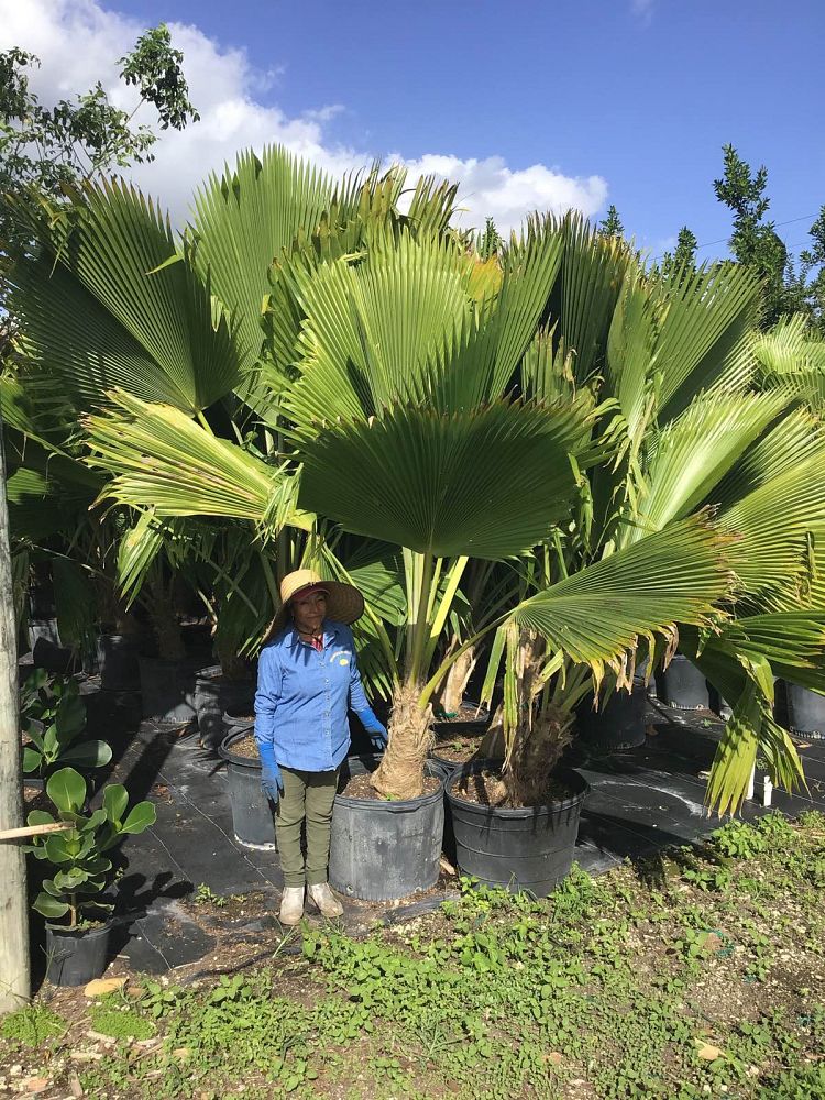pritchardia-pacifica-fiji-fan-palm