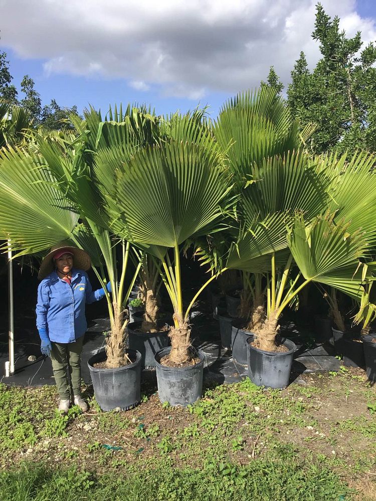 pritchardia-pacifica-fiji-fan-palm