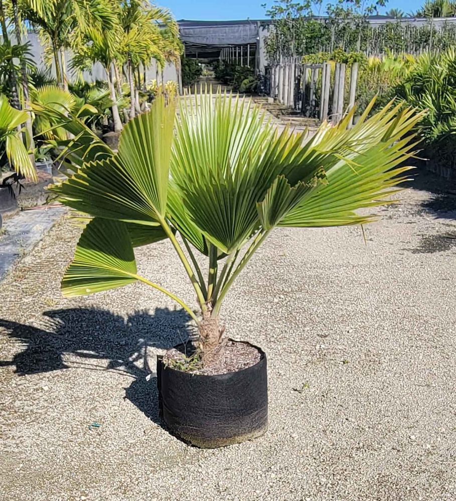 pritchardia-pacifica-fiji-fan-palm