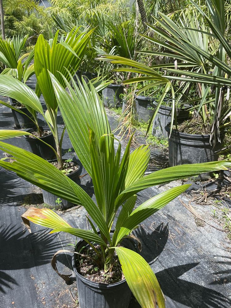 pritchardia-pacifica-fiji-fan-palm