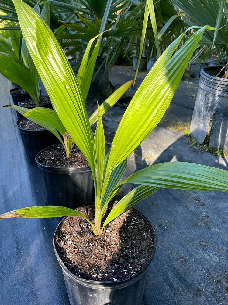 pritchardia-pacifica-fiji-fan-palm