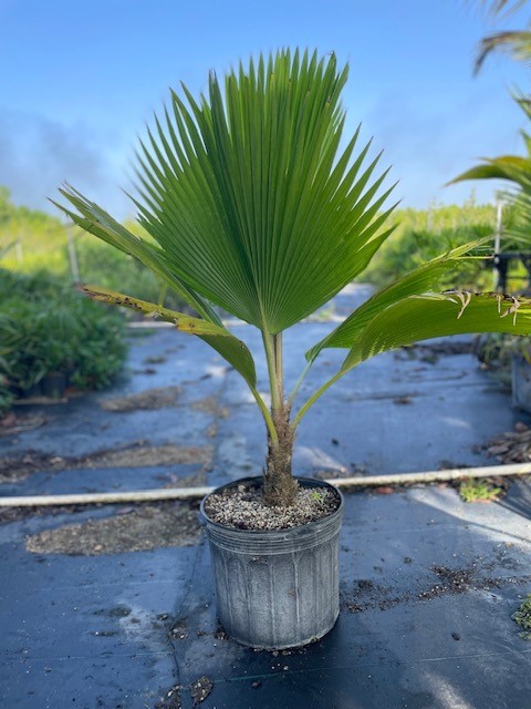 pritchardia-pacifica-fiji-fan-palm