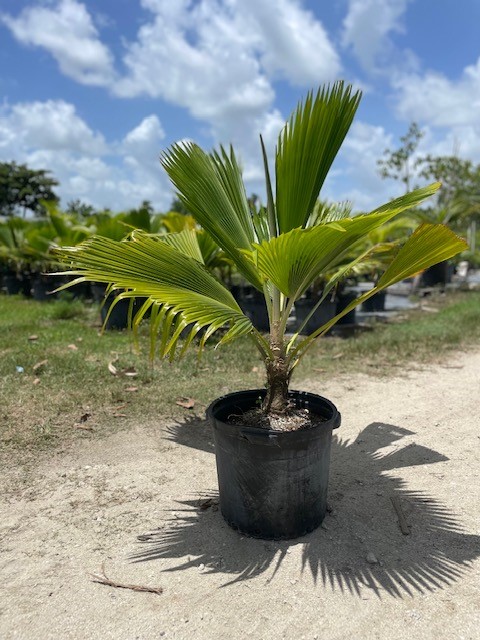 pritchardia-pacifica-fiji-fan-palm