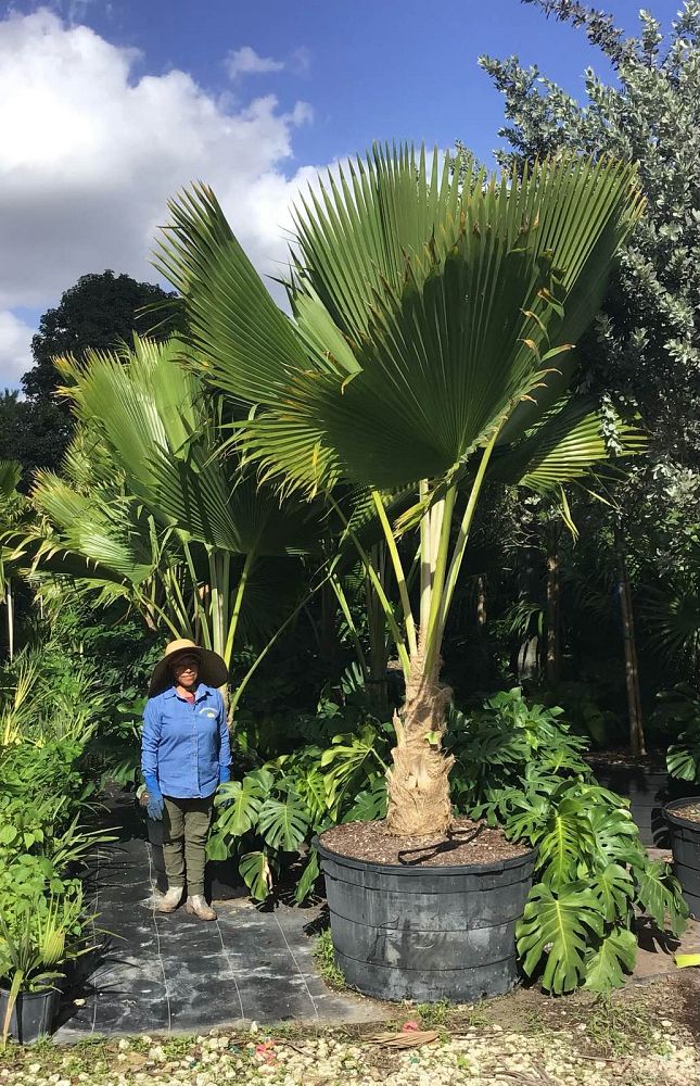 pritchardia-pacifica-fiji-fan-palm