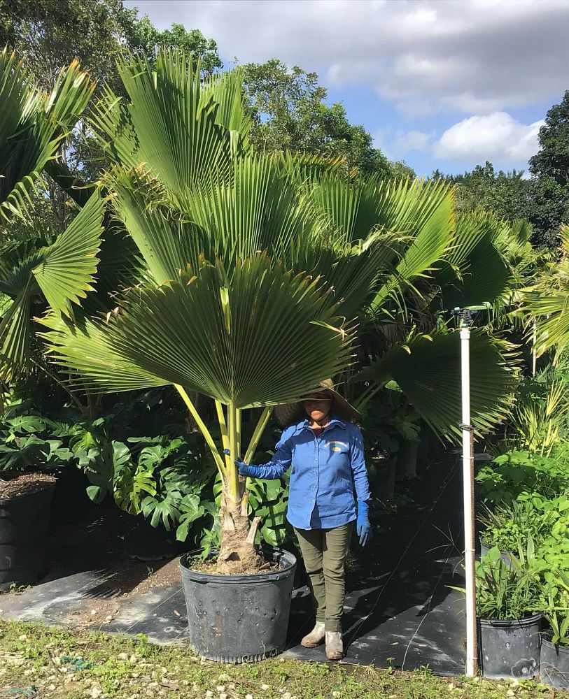pritchardia-pacifica-fiji-fan-palm