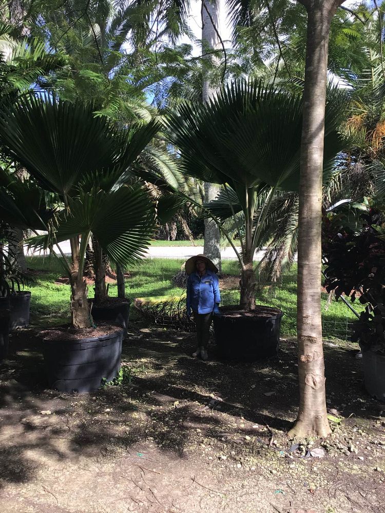 pritchardia-pacifica-fiji-fan-palm