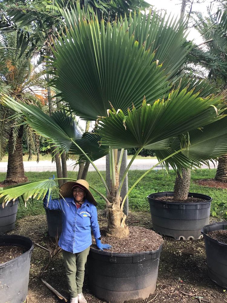 pritchardia-pacifica-fiji-fan-palm