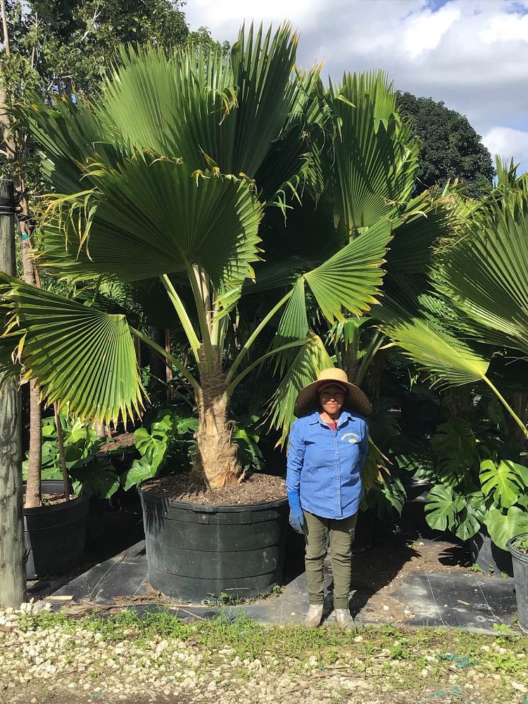 pritchardia-pacifica-fiji-fan-palm