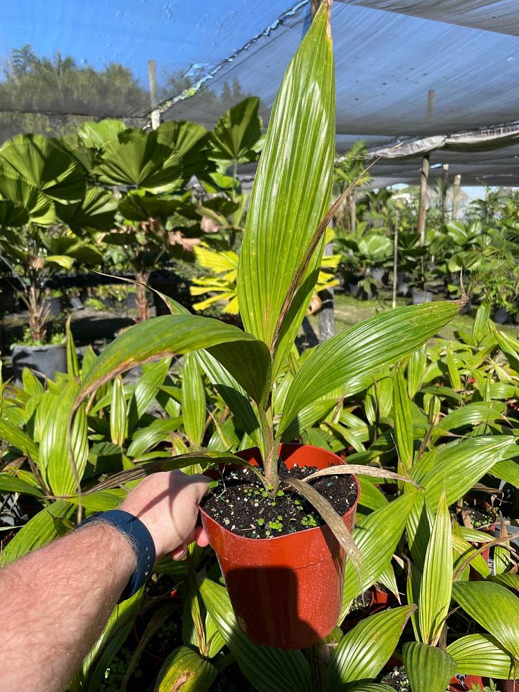pritchardia-pacifica-fiji-fan-palm