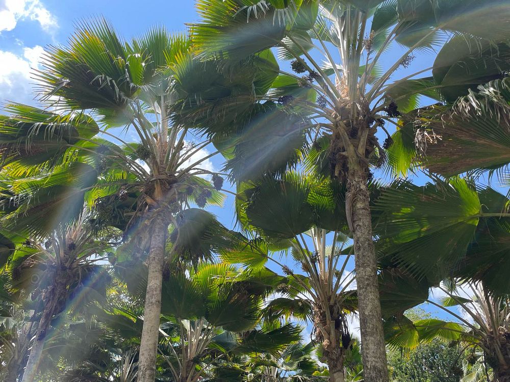 pritchardia-pacifica-fiji-fan-palm