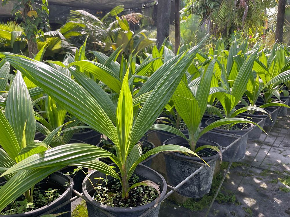 pritchardia-pacifica-fiji-fan-palm