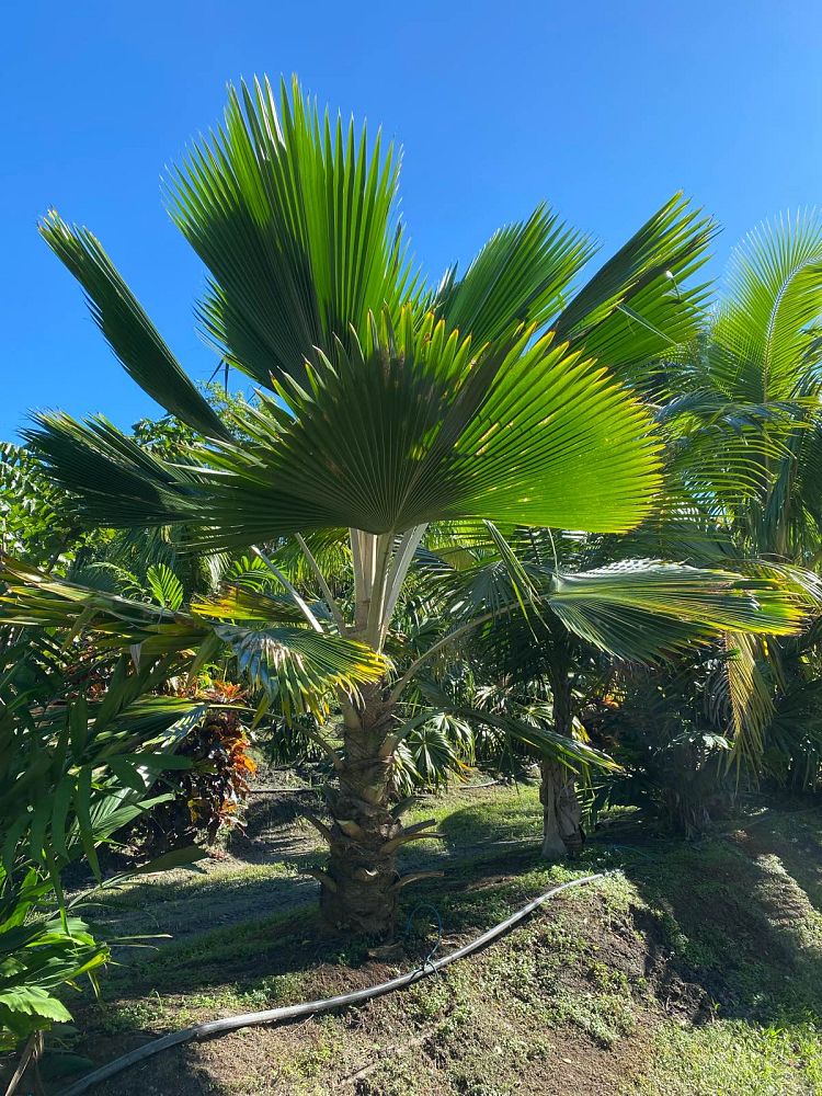pritchardia-pacifica-fiji-fan-palm