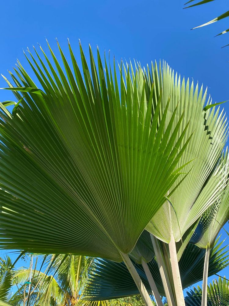 pritchardia-pacifica-fiji-fan-palm
