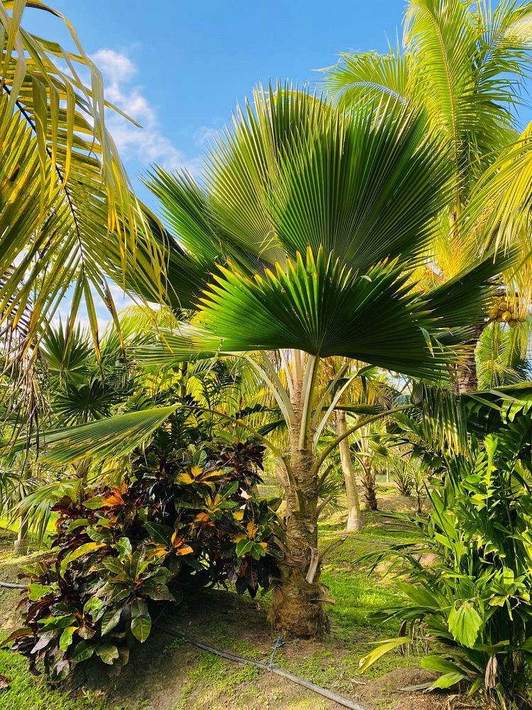 pritchardia-pacifica-fiji-fan-palm