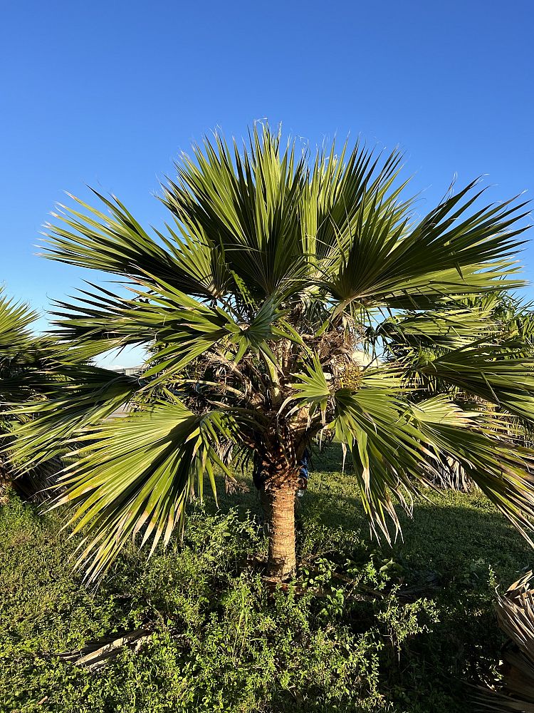 pritchardia-pacifica-fiji-fan-palm
