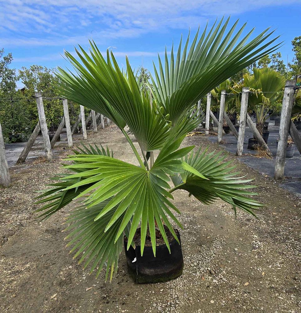pritchardia-pacifica-fiji-fan-palm