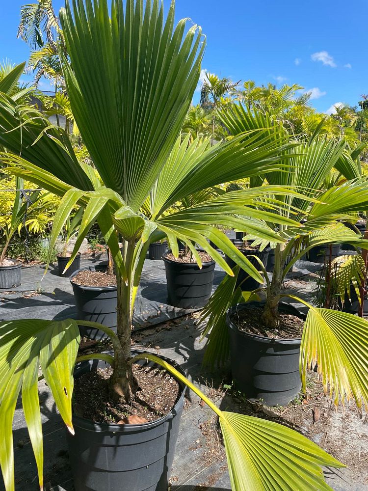pritchardia-pacifica-fiji-fan-palm