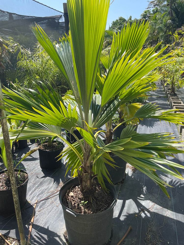 pritchardia-pacifica-fiji-fan-palm