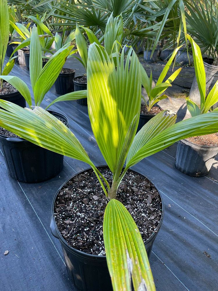 pritchardia-pacifica-fiji-fan-palm