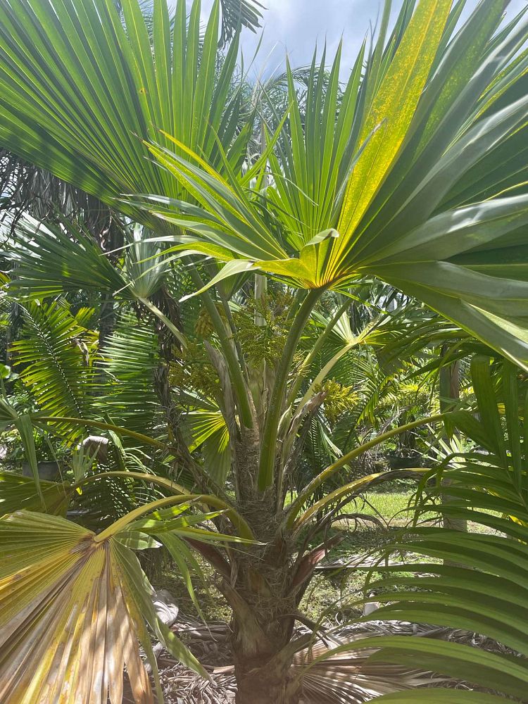 pritchardia-pacifica-fiji-fan-palm