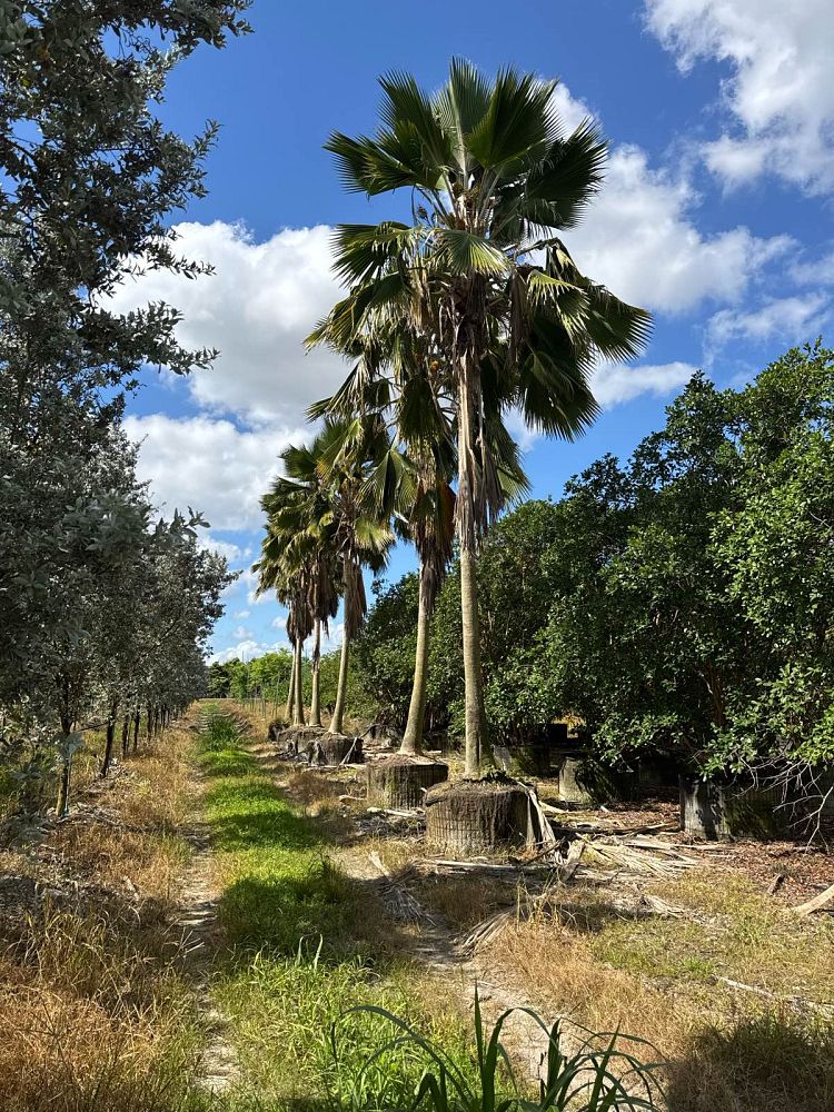 pritchardia-pacifica-fiji-fan-palm