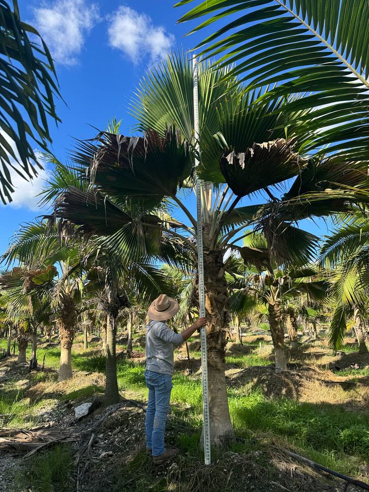 pritchardia-pacifica-fiji-fan-palm