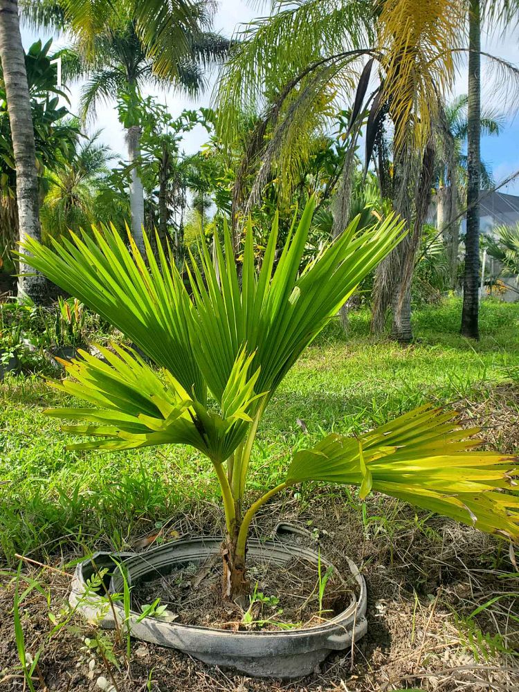 pritchardia