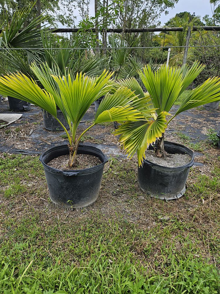 pritchardia