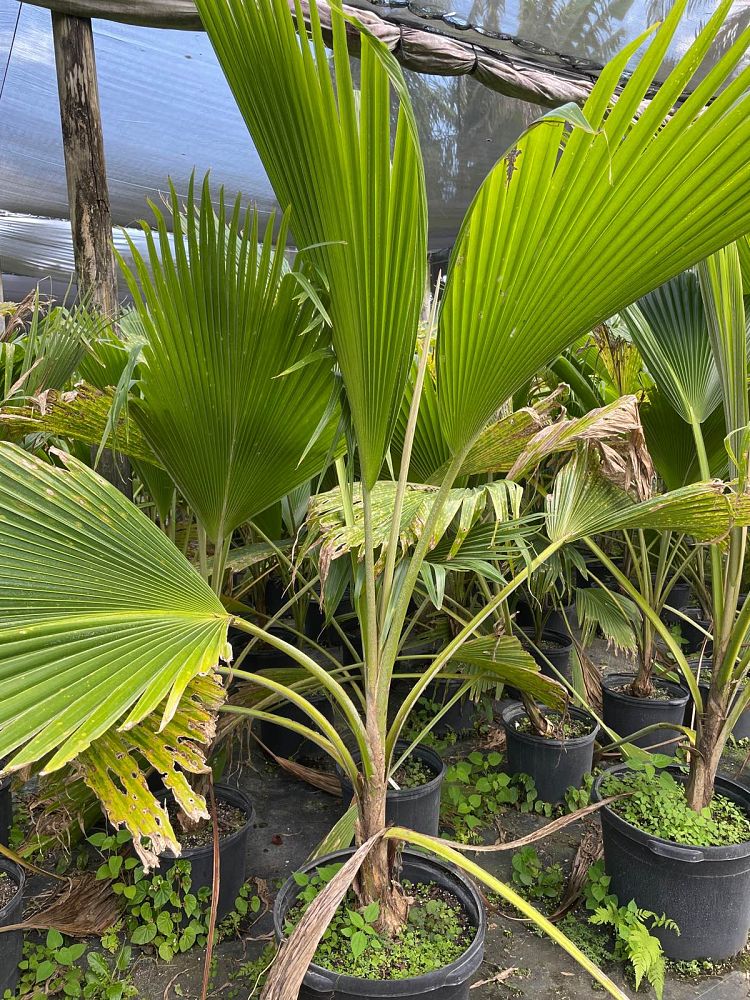 pritchardia-thurstonii