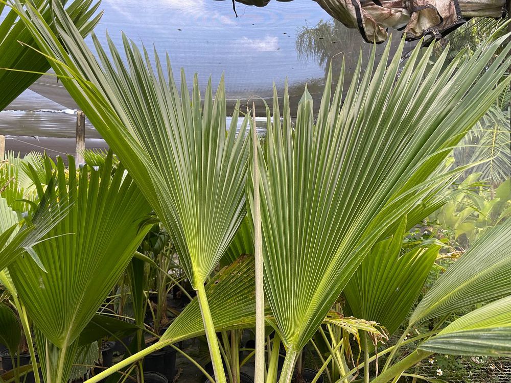 pritchardia-thurstonii