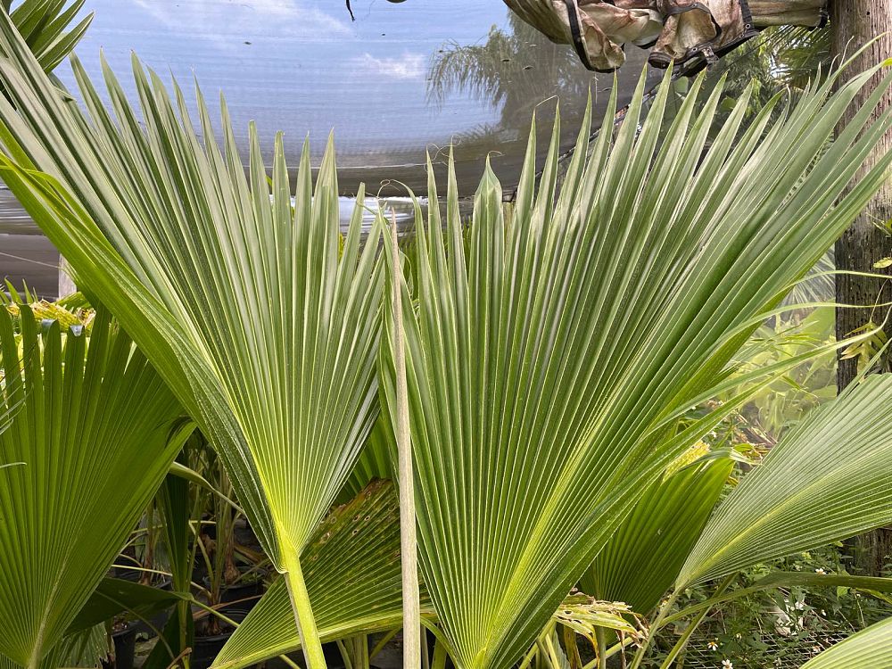 pritchardia-thurstonii