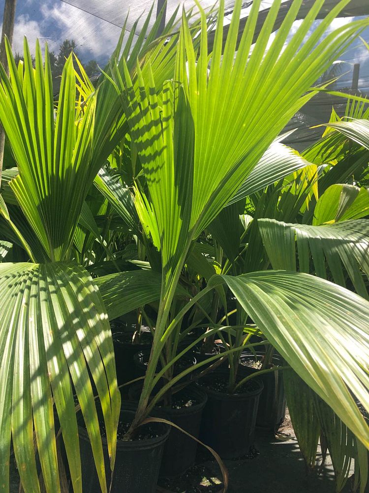 pritchardia-thurstonii
