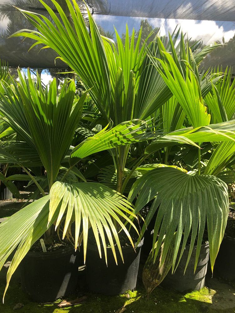 pritchardia-thurstonii