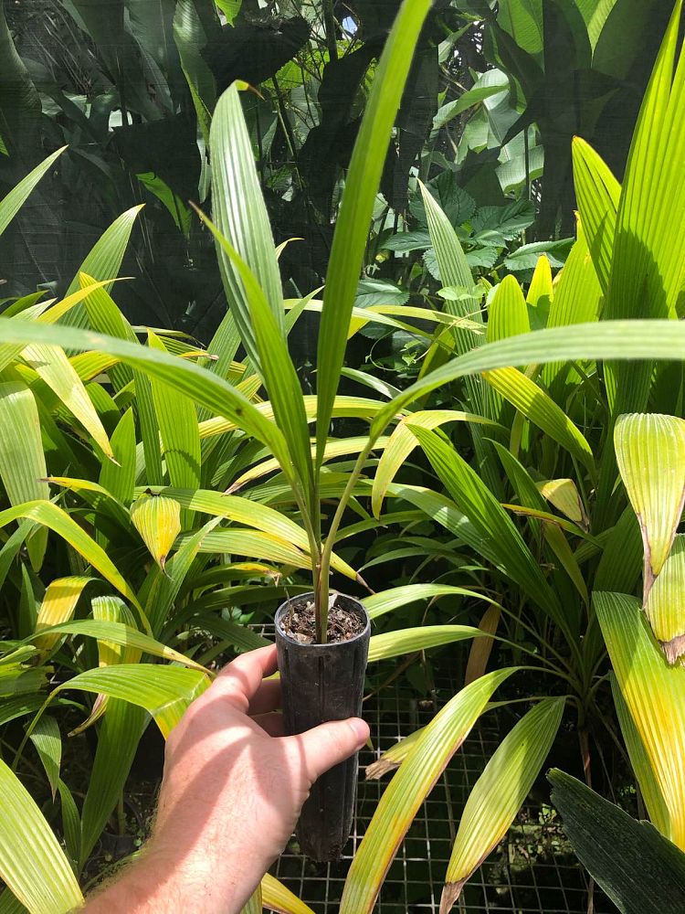 pritchardia-thurstonii