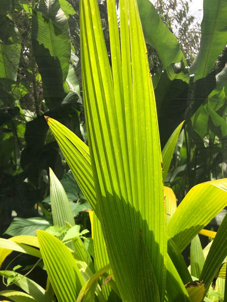 pritchardia-thurstonii