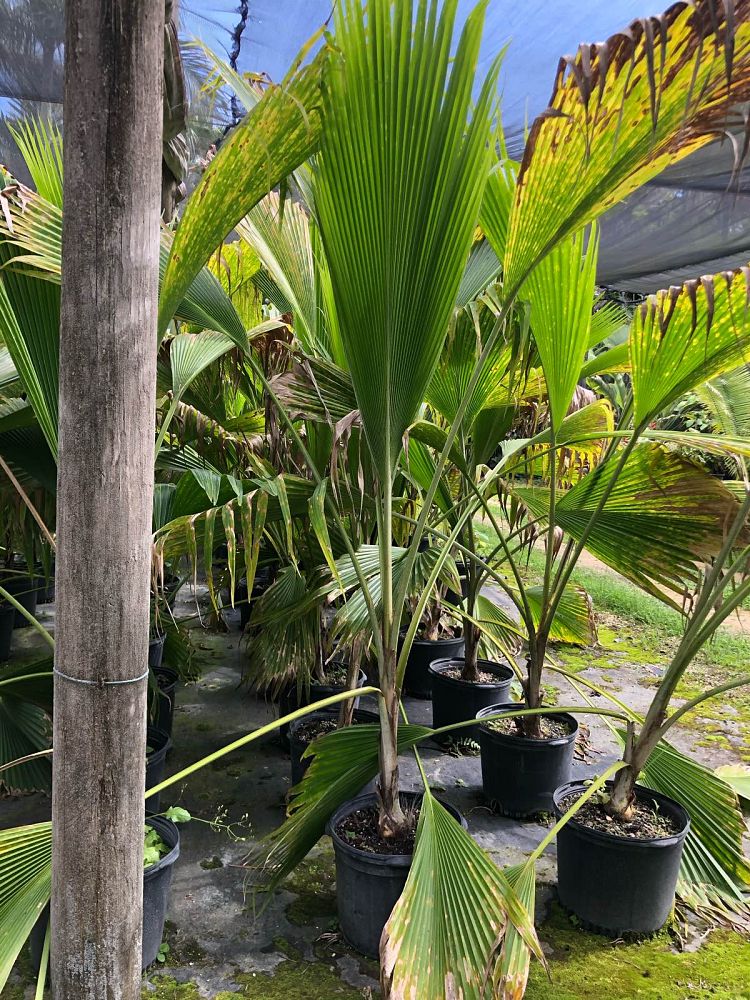 pritchardia-thurstonii