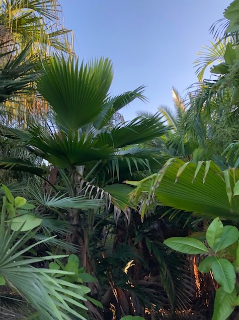 pritchardia-thurstonii