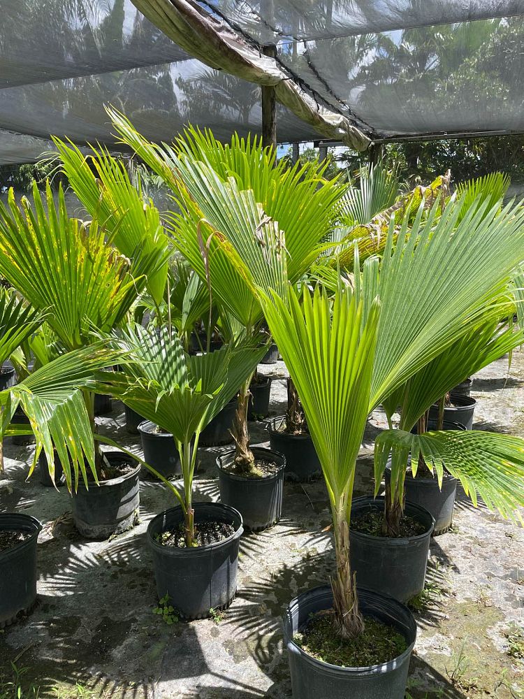 pritchardia-thurstonii