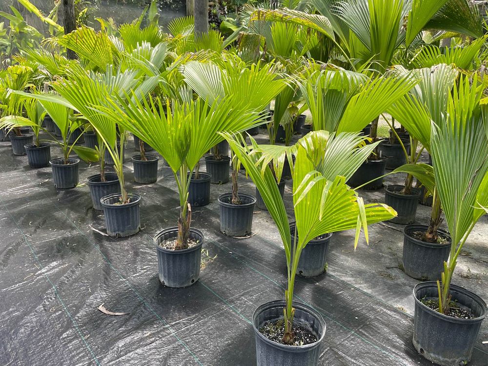 pritchardia-thurstonii