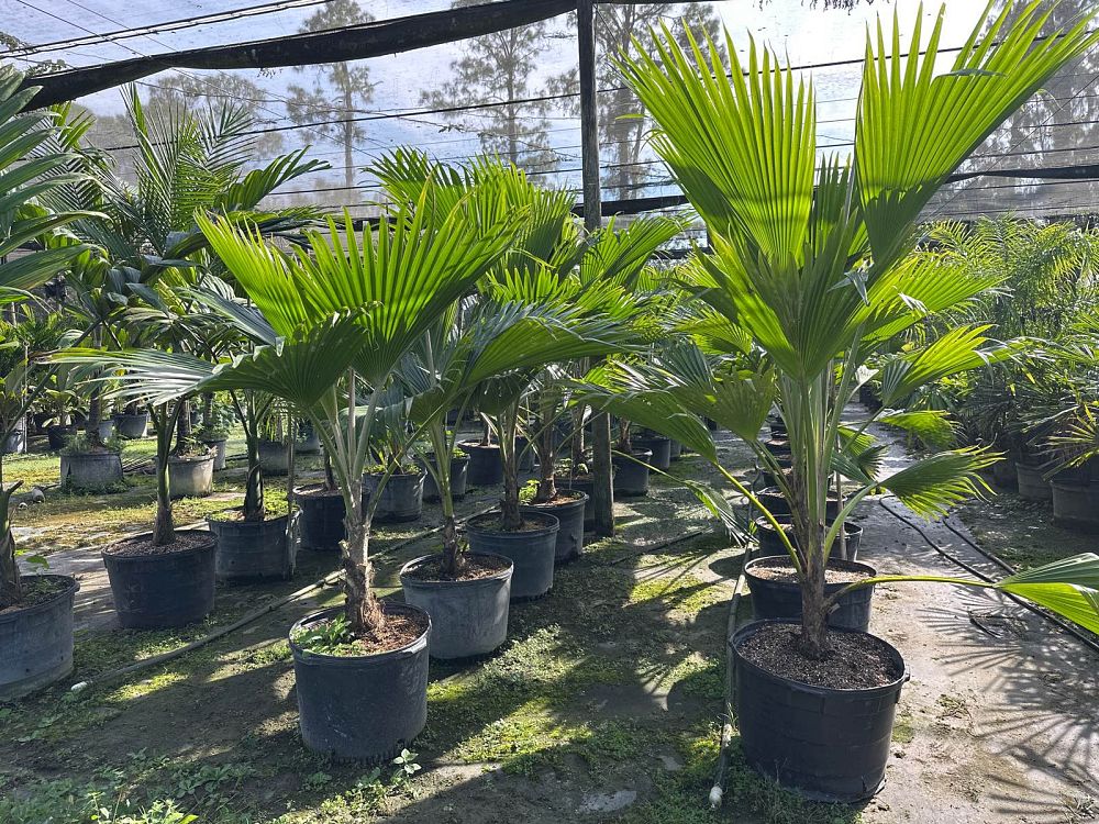 pritchardia-thurstonii