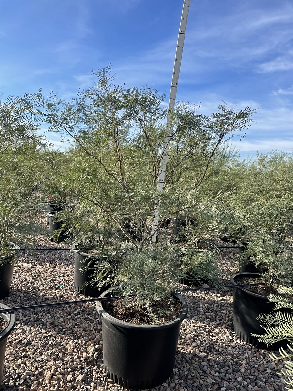 prosopis-alba-crown-jewel-argentine-mesquite