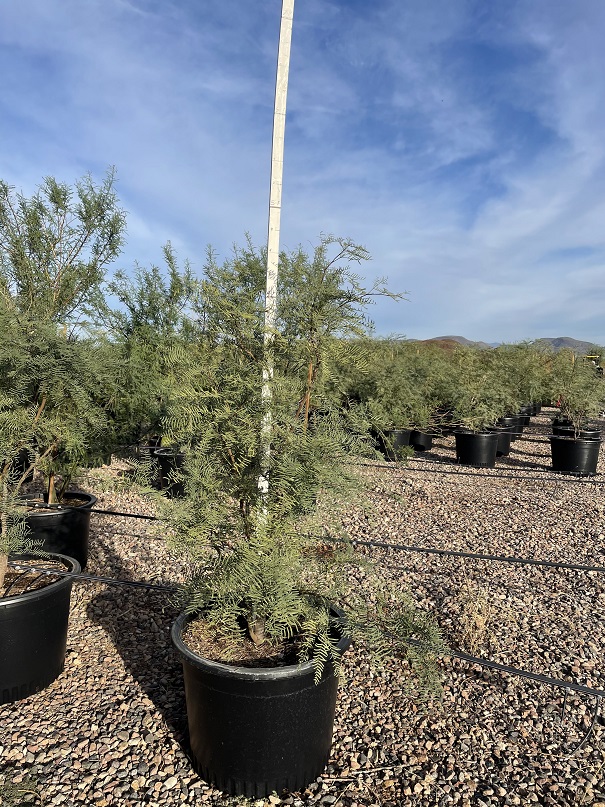 prosopis-alba-crown-jewel-argentine-mesquite