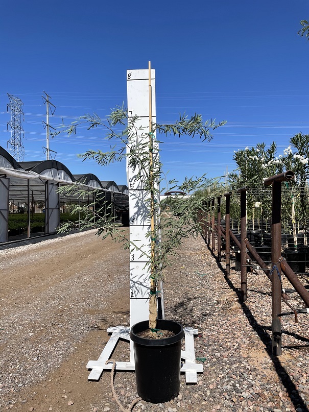 prosopis-chilensis-honey-mesquite-chilean-mesquite-tree