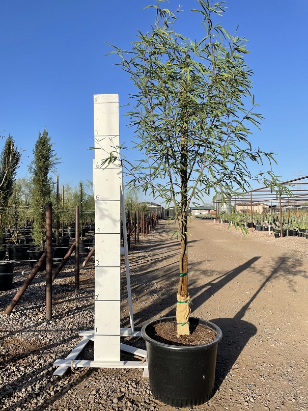 prosopis-chilensis-honey-mesquite-chilean-mesquite-tree